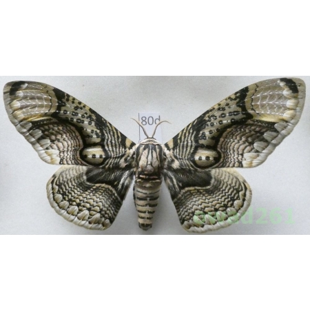 Brahmaea hearseyi White, 1862 male ex. ovo China 112mm80d